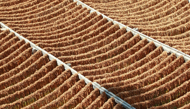 Tobacco Leaves